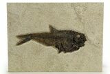 Detailed Fossil Fish (Diplomystus) - Wyoming #327936-1
